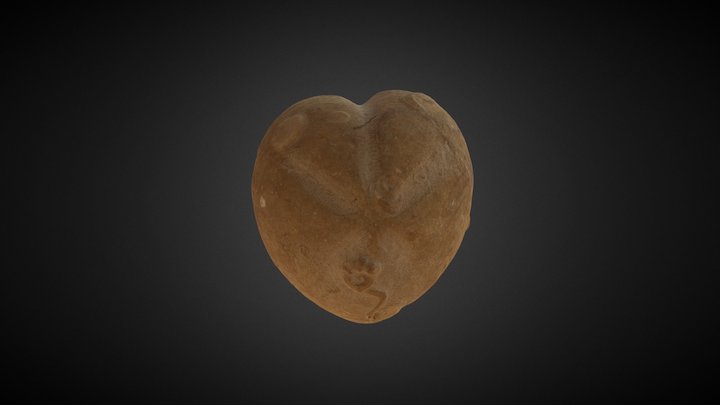 Micraster 3D Model