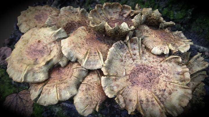 Cluster of Mushrooms 3D Model