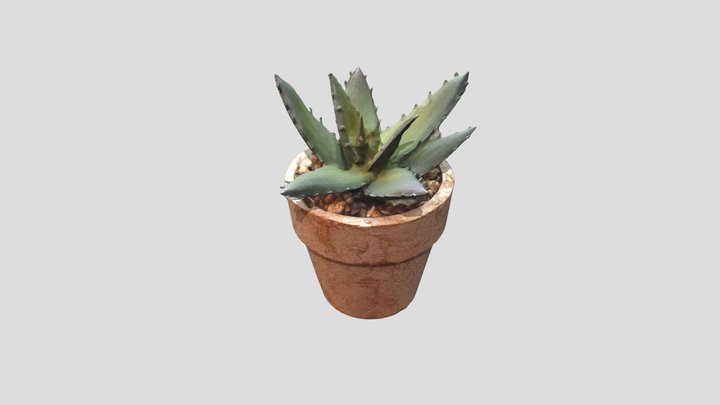 Succulent 3D Model