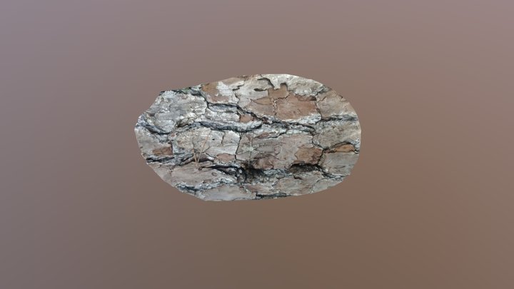 Spider on a longleaf pine 3D Model