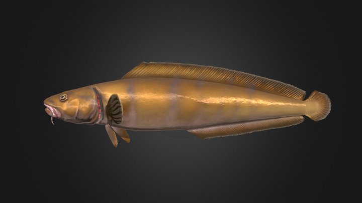 Cusk 3D Model