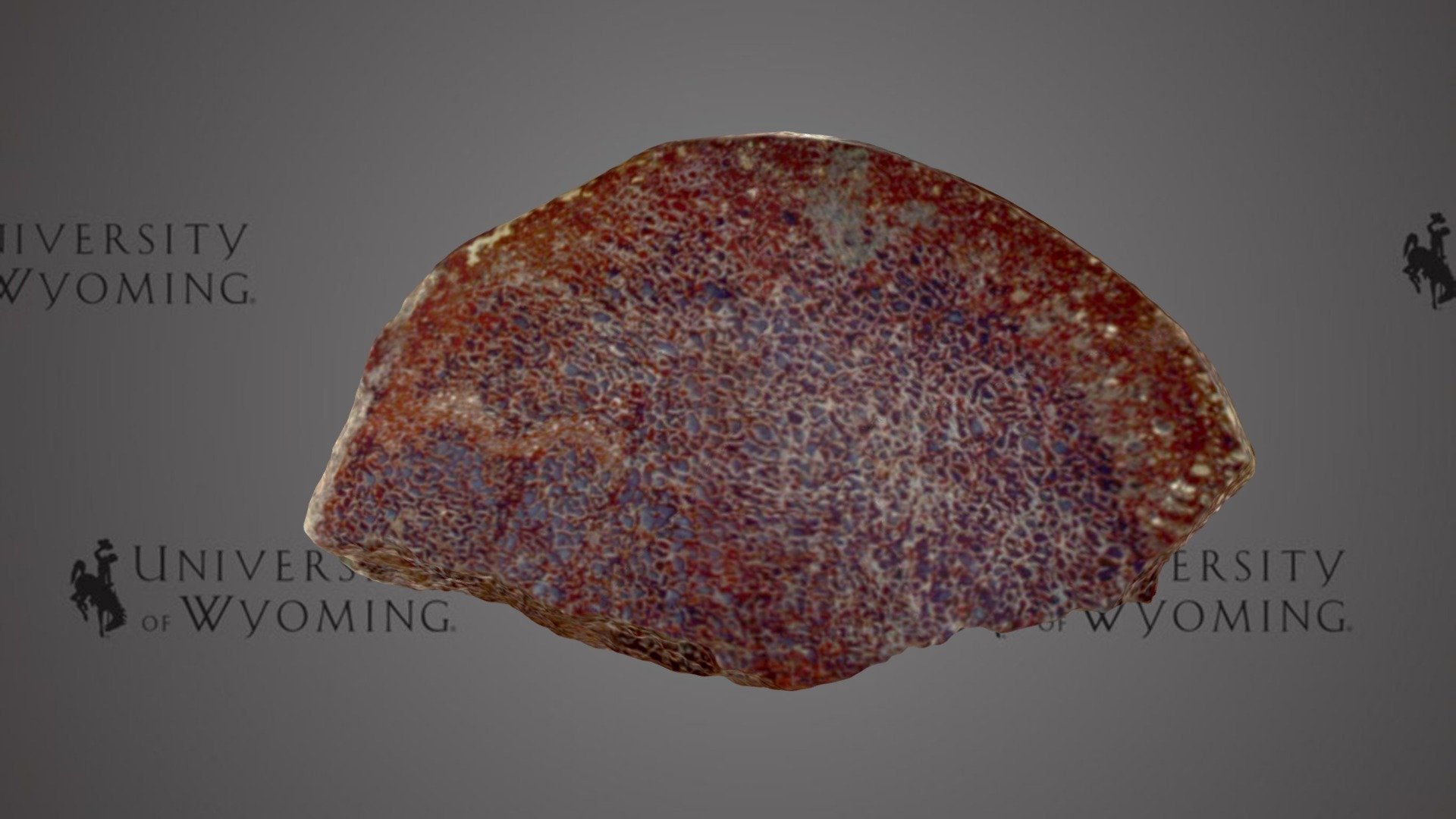 #2 What type of fossilization am I?