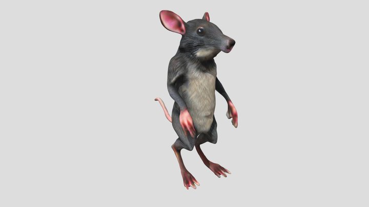 Rat 3D Model