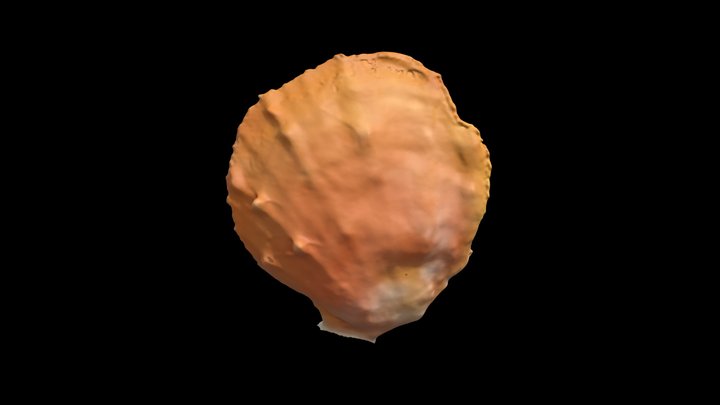 Shell 3D Model