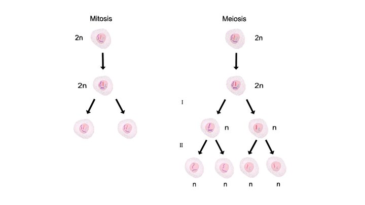 Mitosis versus meiosis 3D Model