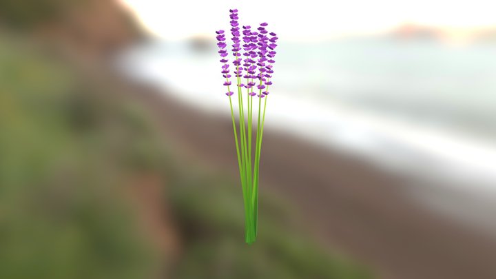 Lavender (low-poly) 3D Model