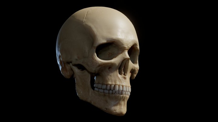 human skull 3D Model
