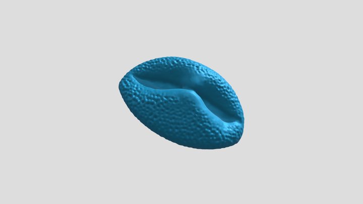 Common figwort (Scrophularia nodosa) pollen 3D Model