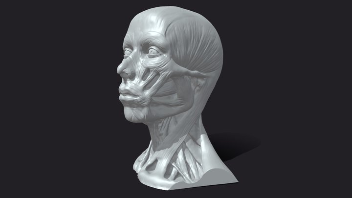 Female Ecorshe_head – Free 3D Model STL