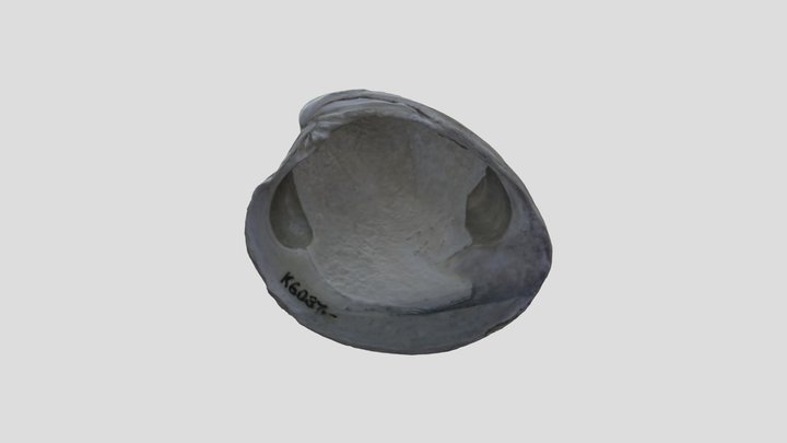 Specimen 1 3D Model