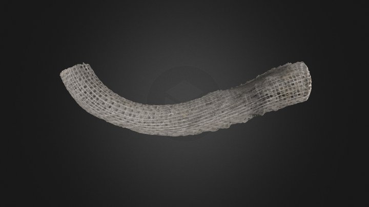 Sponge: Euplectella sp. – Gratis 3D-model STL