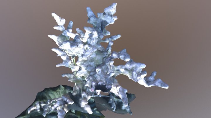 Rhubarb Flower 3D Model