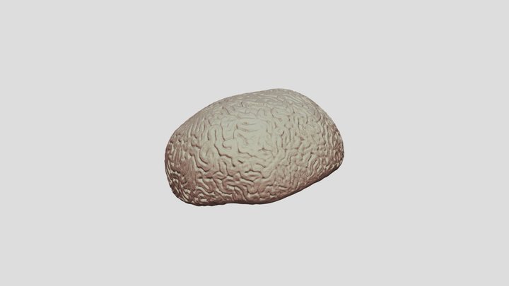 Coral2 3D Model