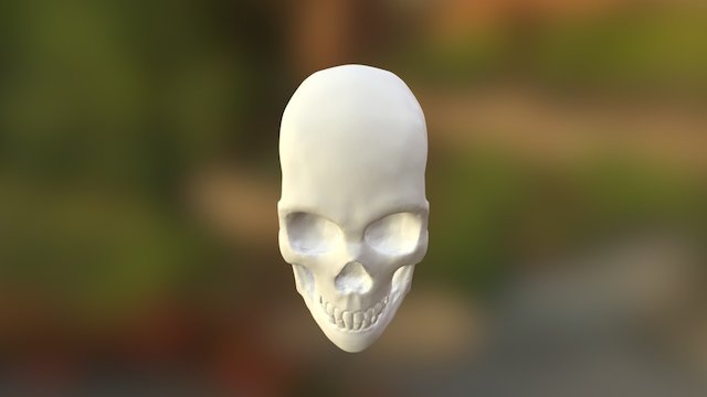 Skull 3D Model
