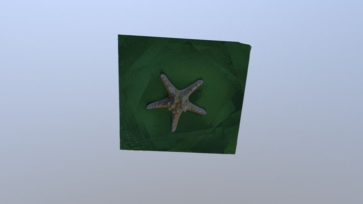 Starfish7 3D Model