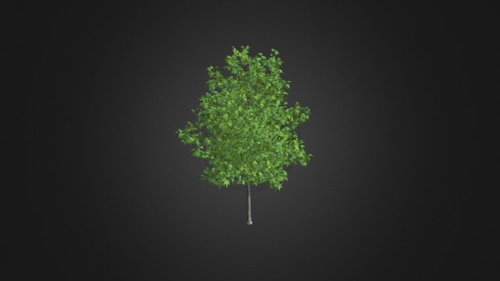 Sweetgum Tree (Liquidambar styraciflua) 3.6m 3D Model