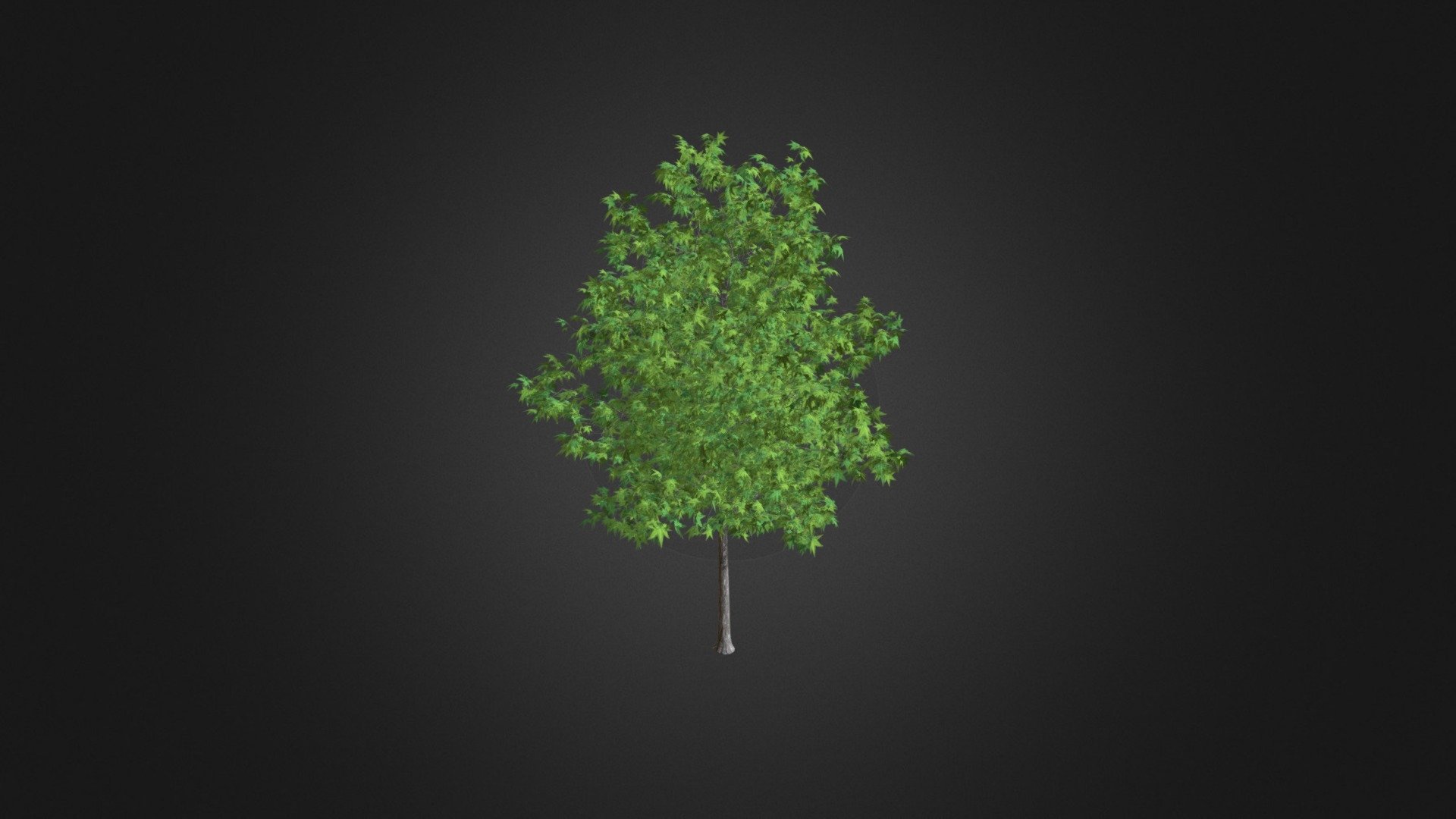 Sweetgum Tree (Liquidambar styraciflua) 3.6m