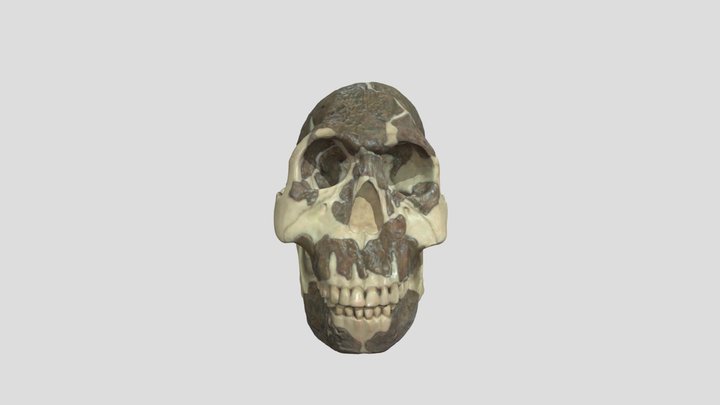 ✅ Homo rudolfensis 3D Model