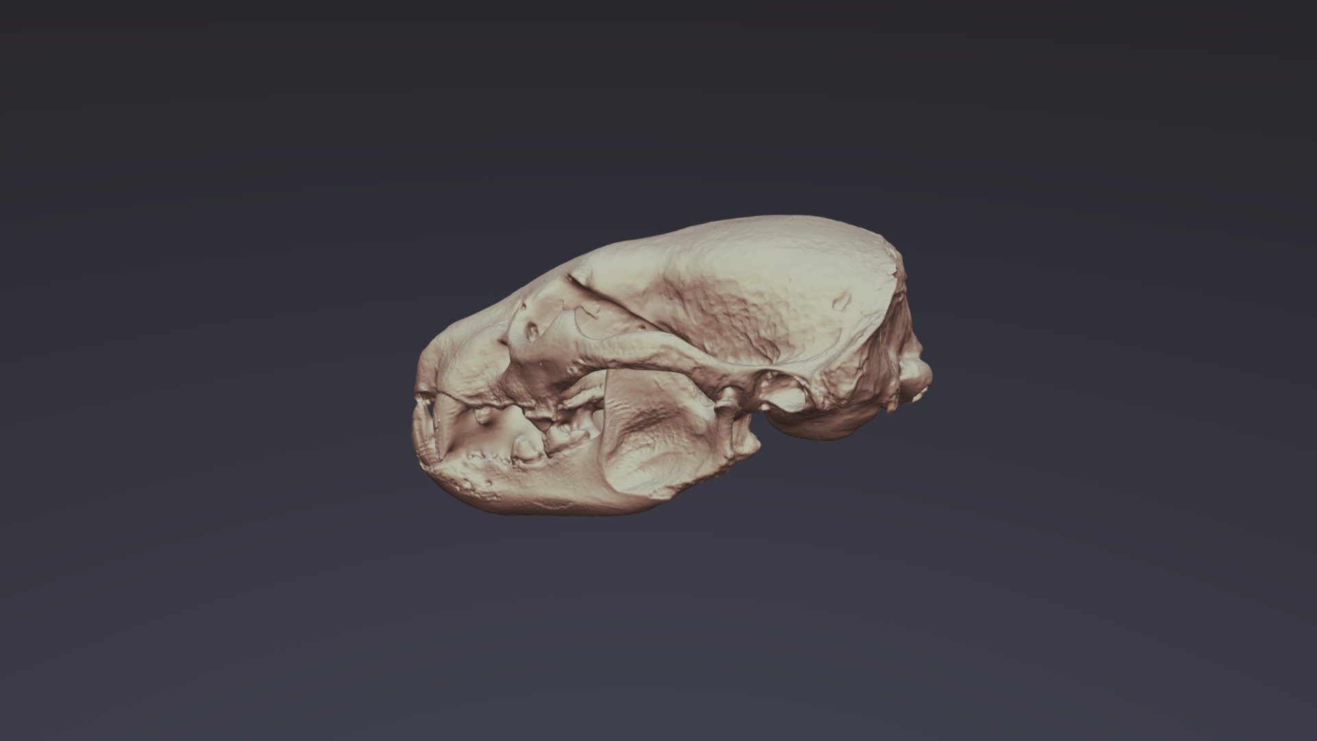 Badger Skull