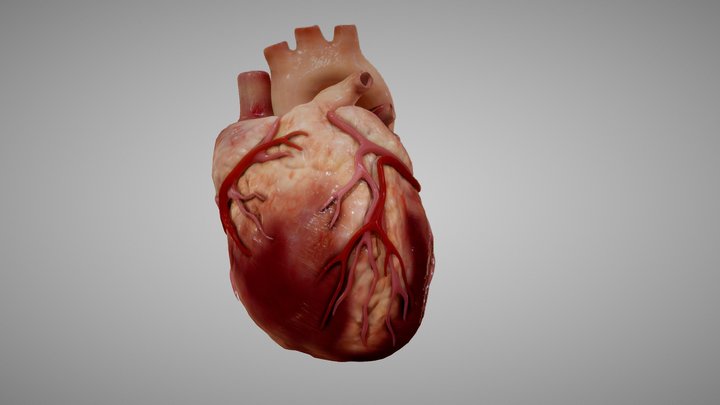 Human heart (3D animated) 3D Model