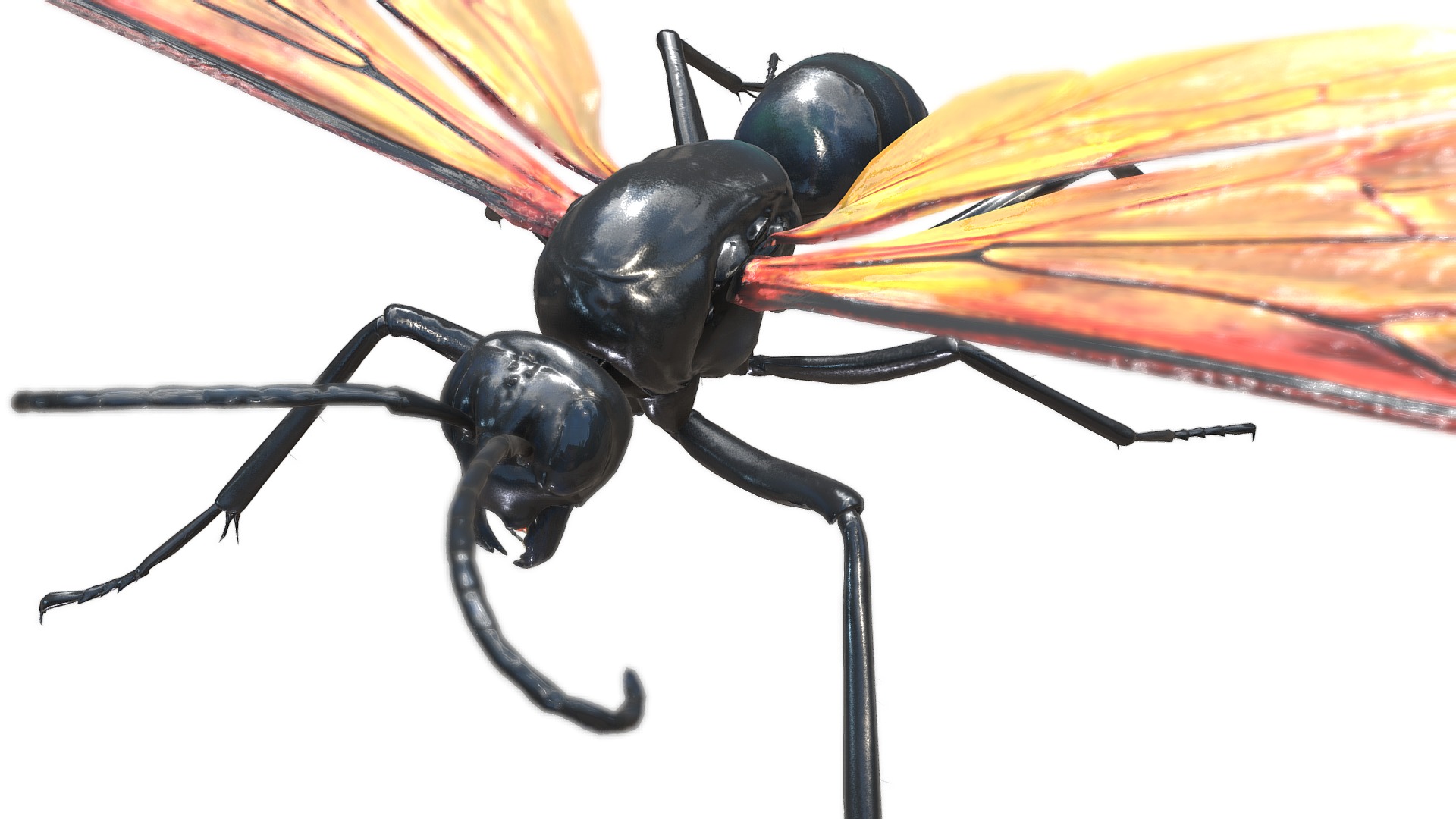 3D model Pepsis staudingeri - This is a 3D model of the Pepsis staudingeri. The 3D model is about a black and yellow bug.
