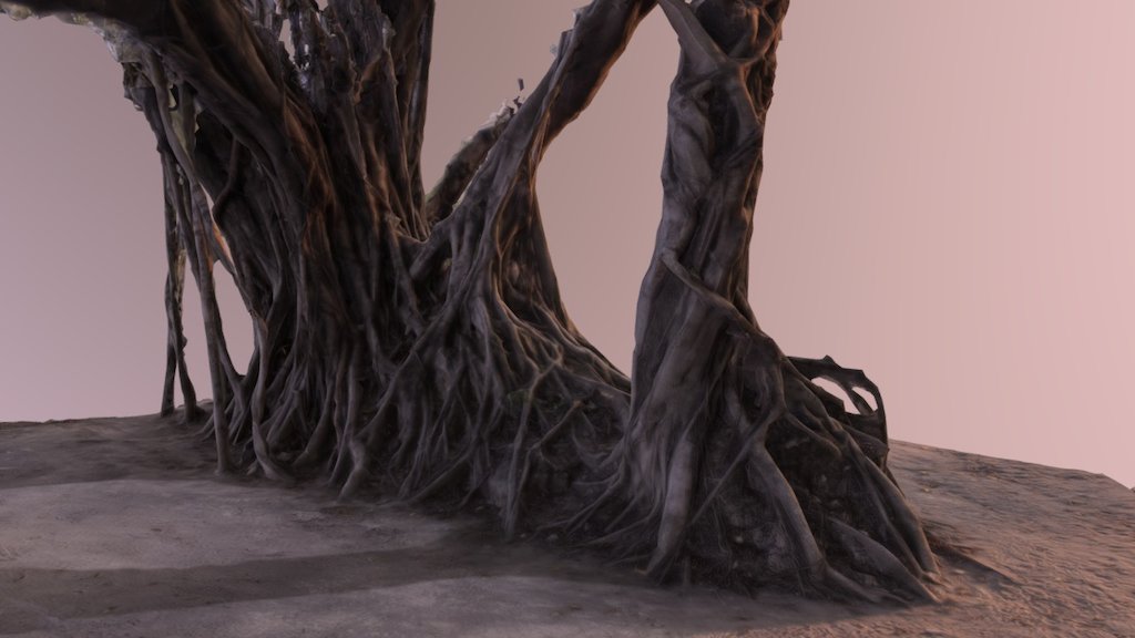 Liana tree