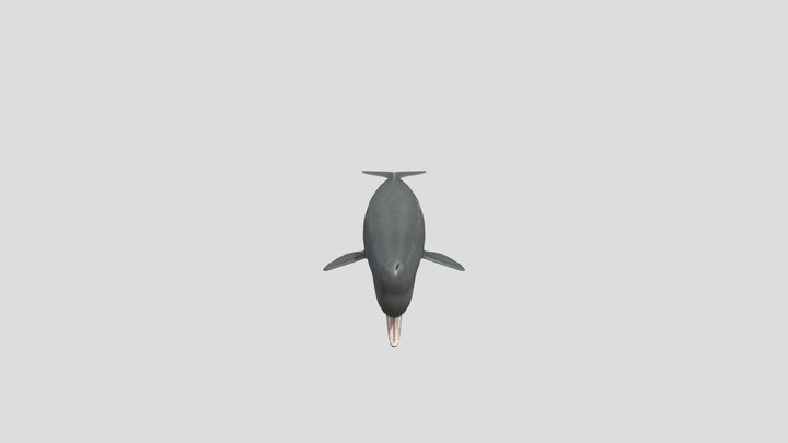 Sperm_whale 3D Model