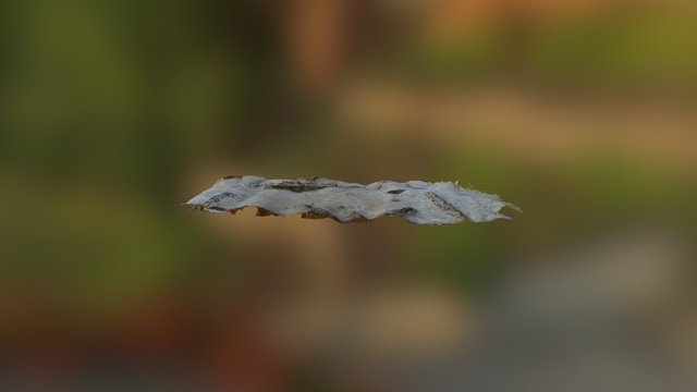 birch bark 3D Model