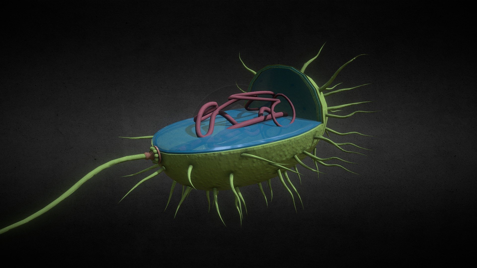 Prokaryote - Buy Royalty Free 3D model by arloopa [911b744] - Sketchfab ...