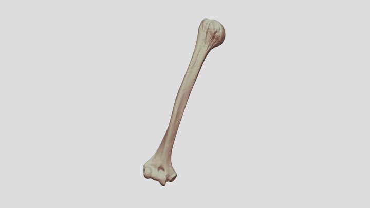 Human Humerus Bone (right) 3D Model