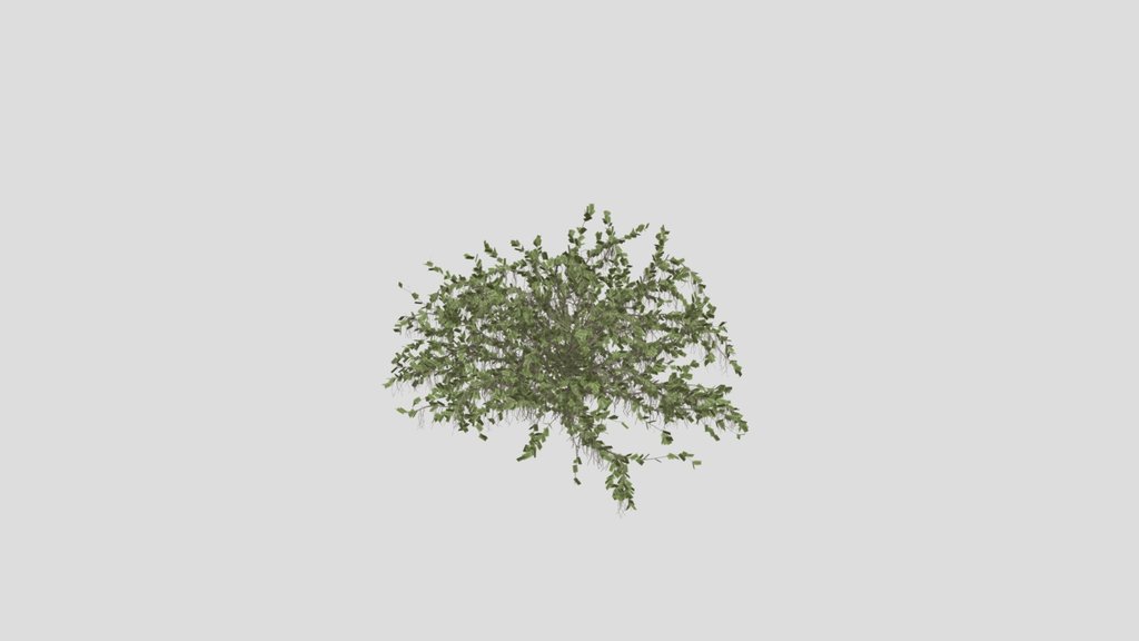 Bush