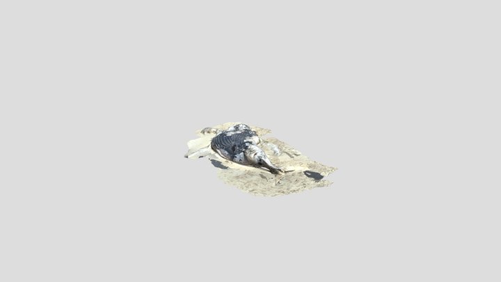 Okinawa_zatoukujira 3D Model
