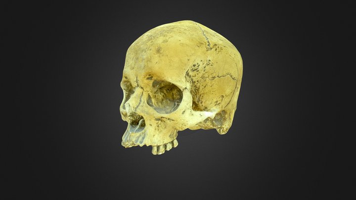 Skull Model photoscan 3D Model