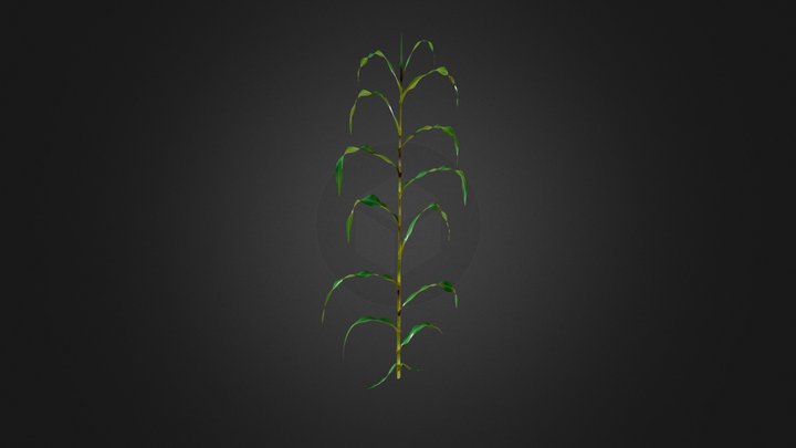 Corn Plant Growth 3D Model
