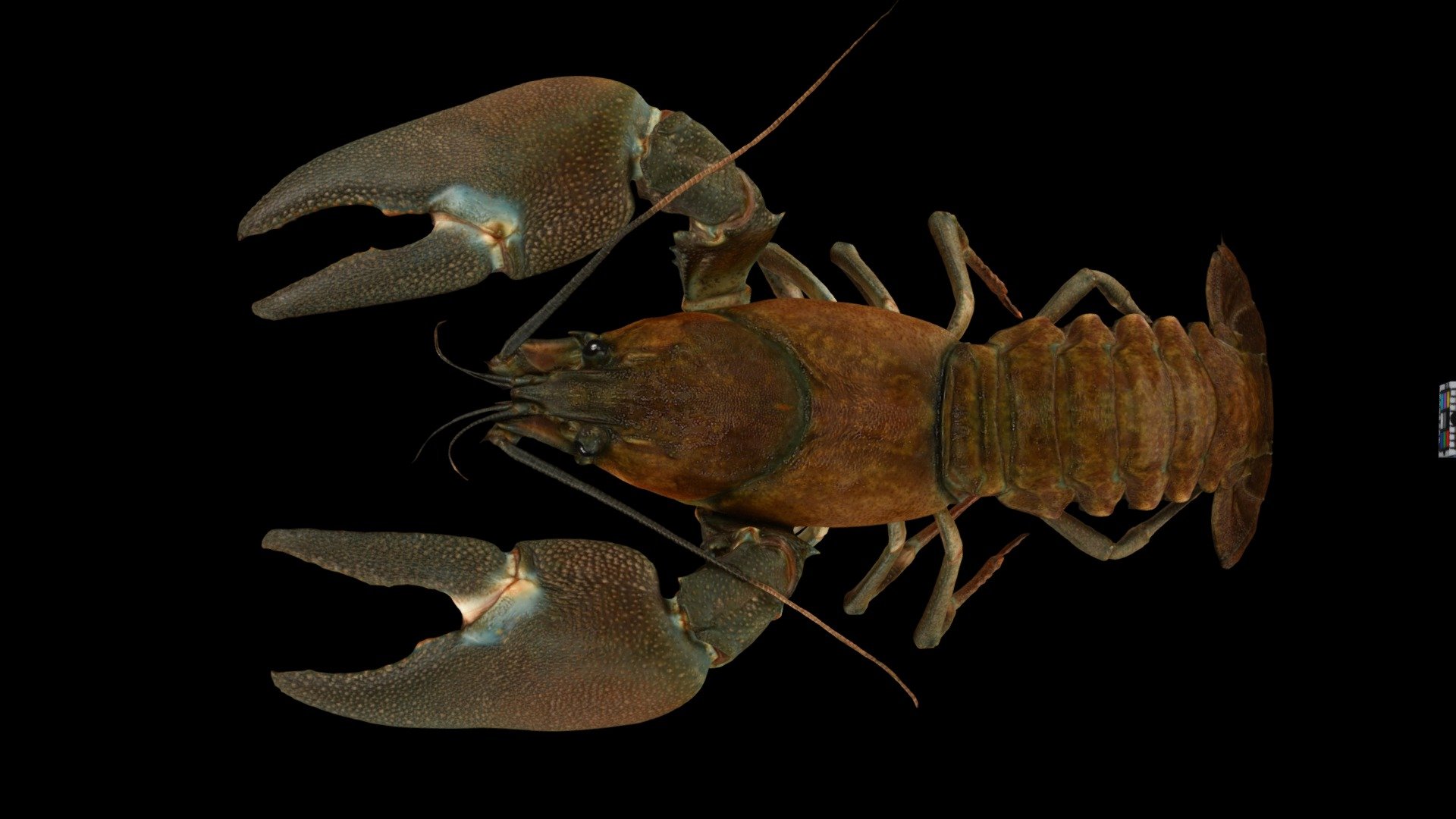 ウチダザリガニ ♂L Signal Crayfish, P. l. trowbridgii