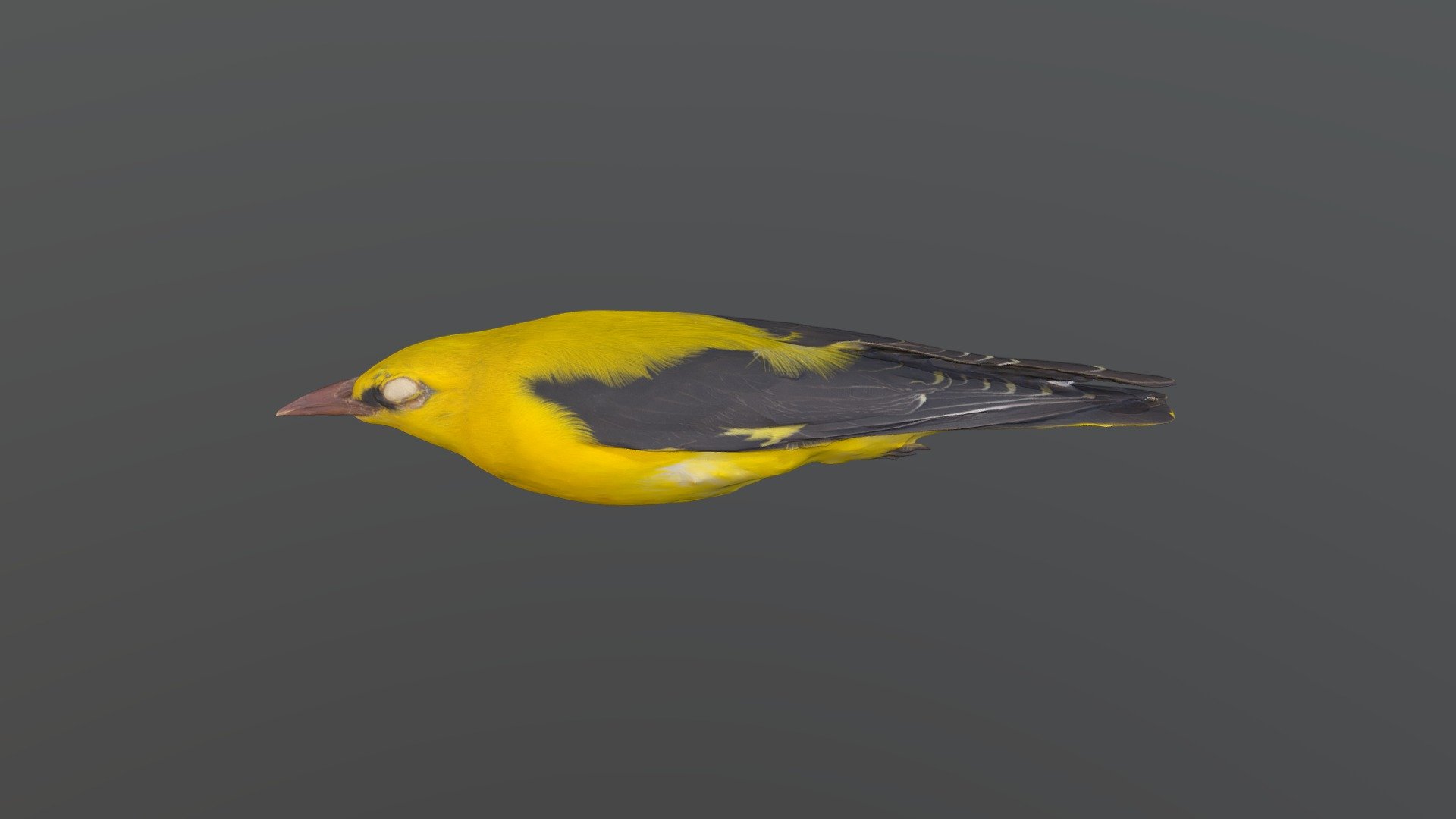 Eurasian Golden Oriole - Oriolus oriolus
