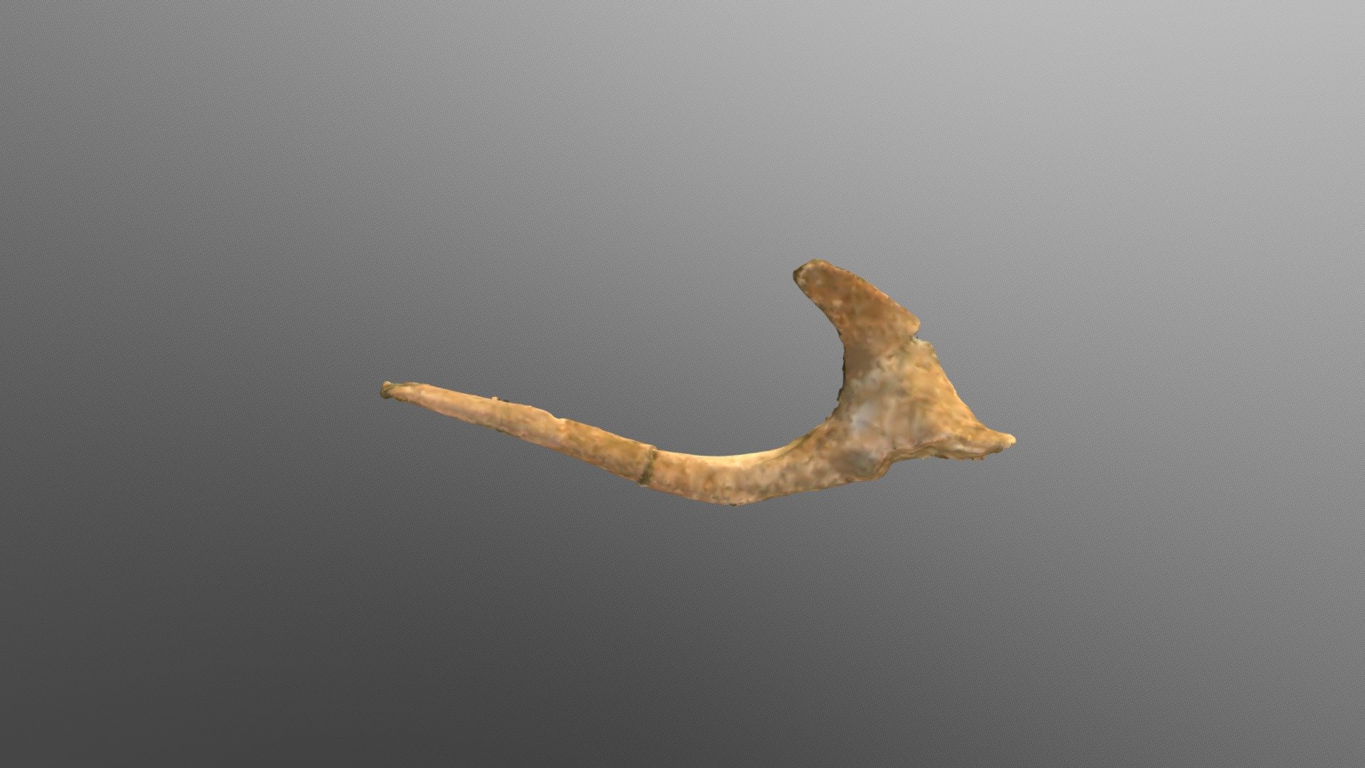 Pygmy Mammoth Hyoid (SBMNH3960),