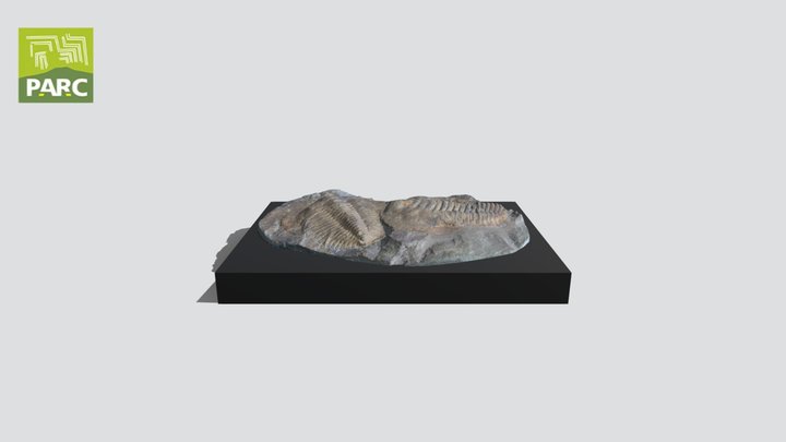 Trilobite 3D Model