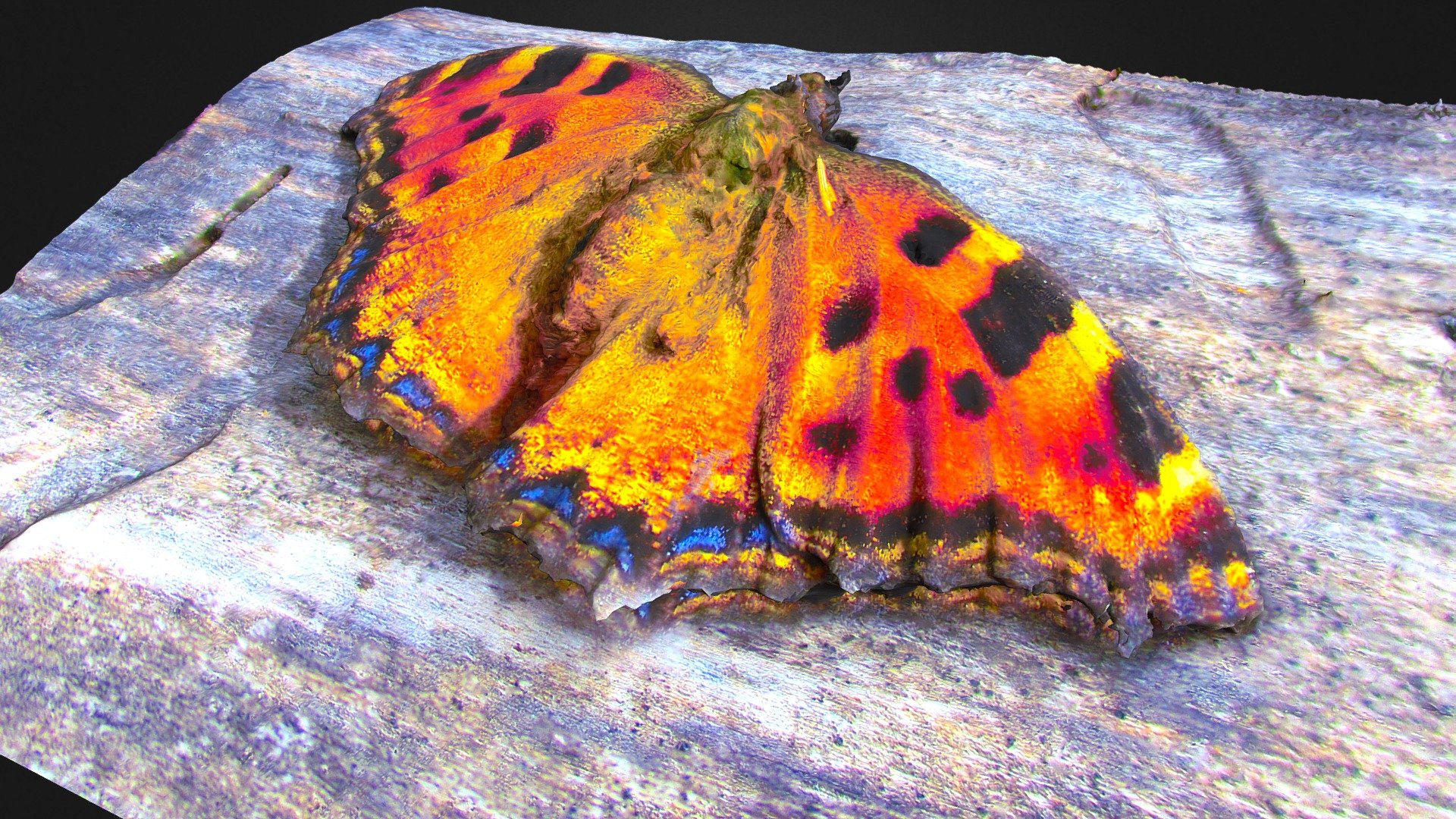 Butterfly on an old tree