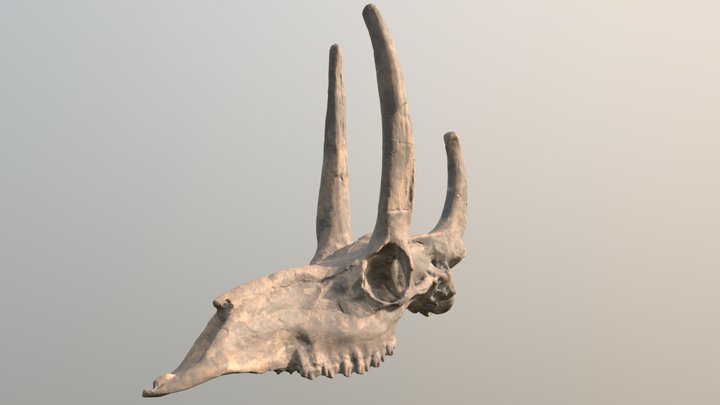 Procranioceras Skull 3D Model