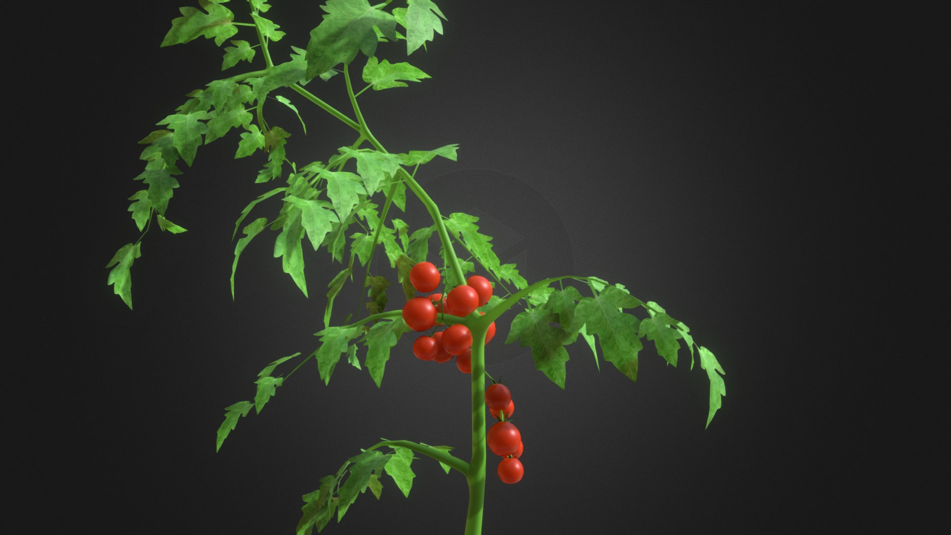 3D model Tomato Plant - This is a 3D model of the Tomato Plant. The 3D model is about a close-up of some berries.