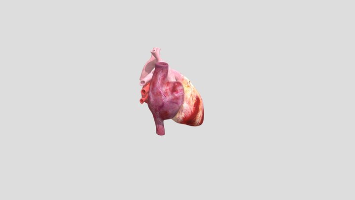 Realistic Heart Animated 3D Model
