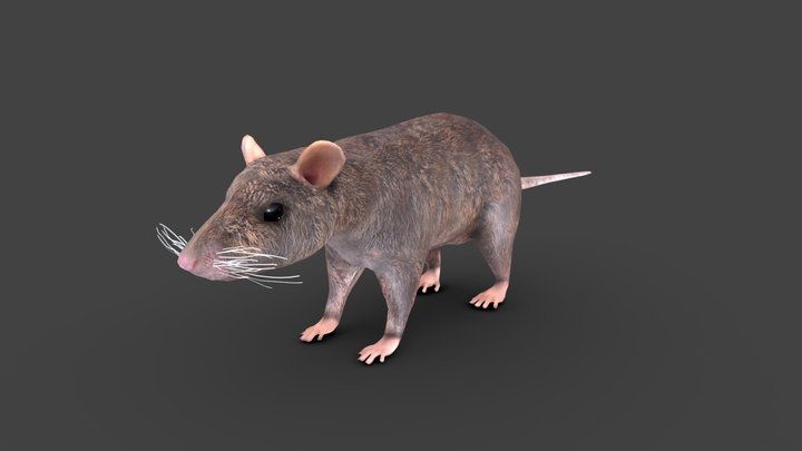 Rat - Rigged 3D Model