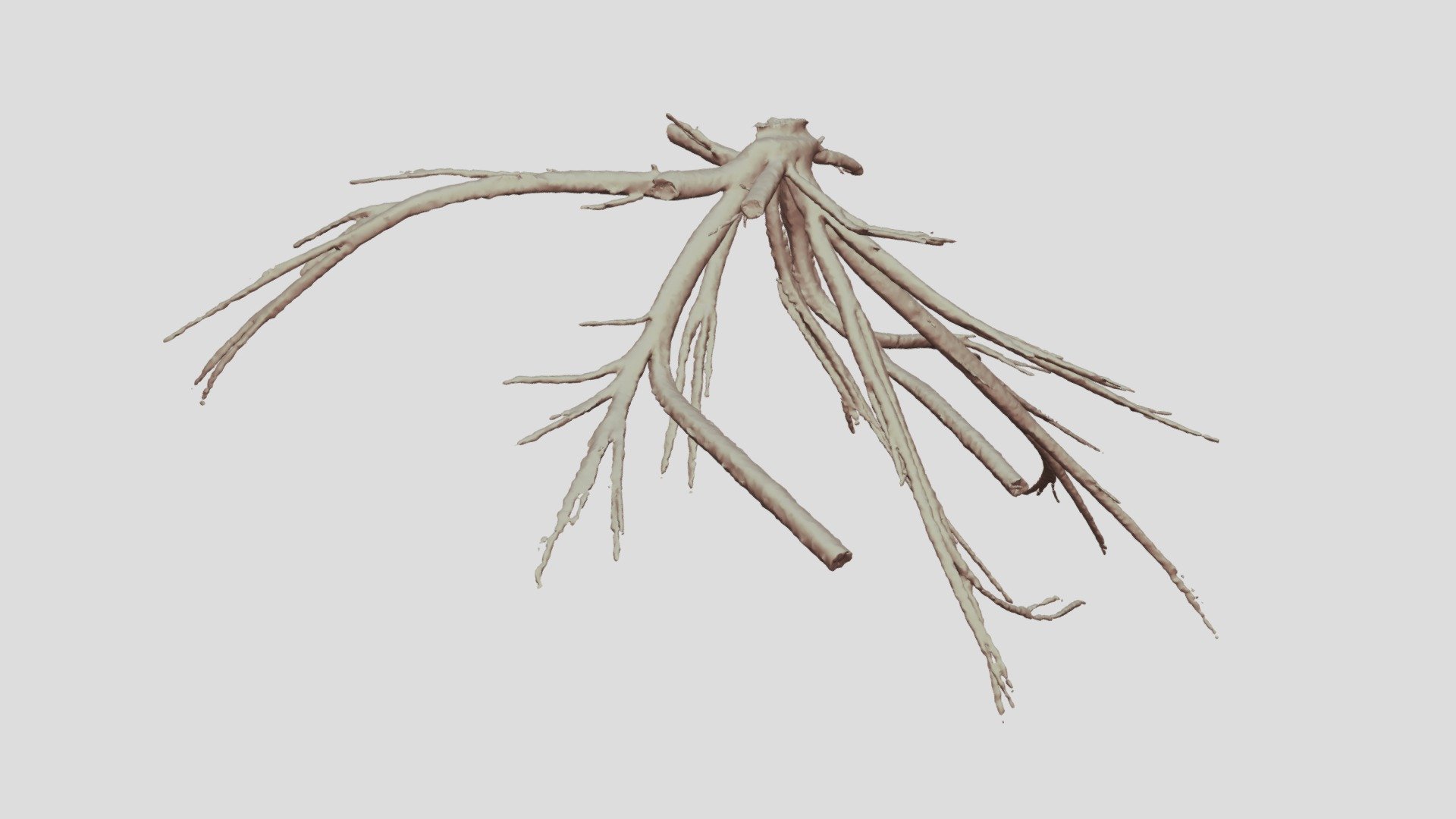 Cacosceles newmannii larva tracheae. Sample Nr3