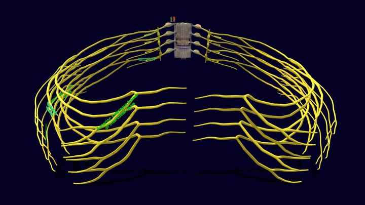 Spinal cord symphathetic intercostal nerve 3D Model