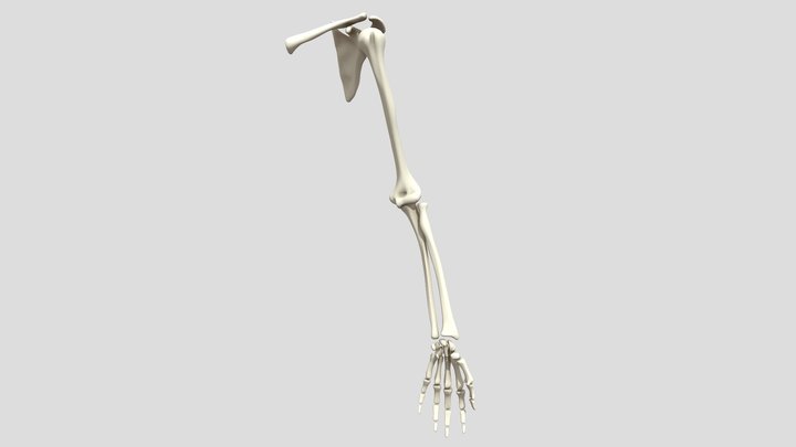 Arm Bones / Huesos del Brazo 3D Model