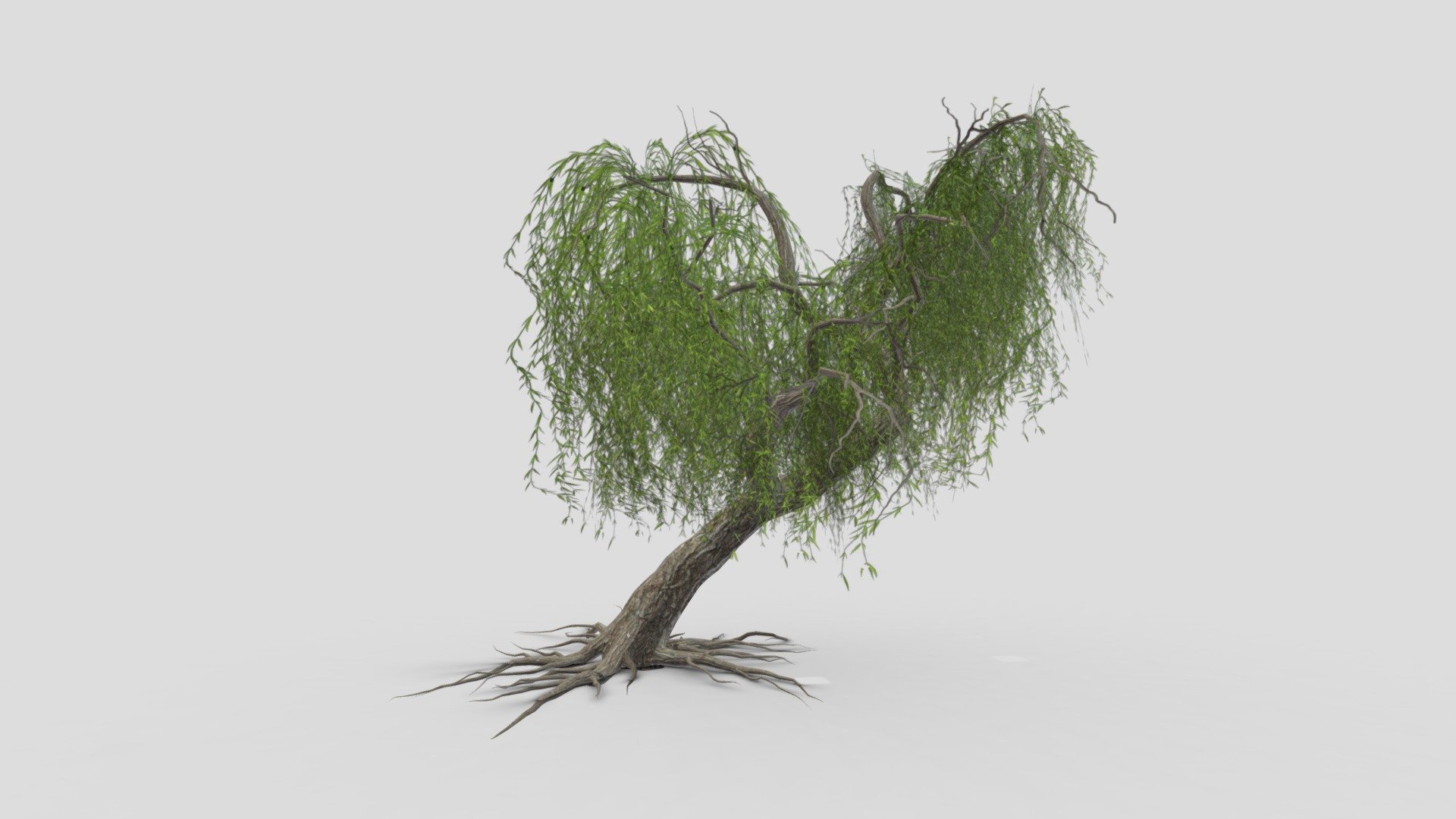 Weeping Willow Tree-05 - Buy Royalty Free 3D model by ASMA3D [913fa25 ...
