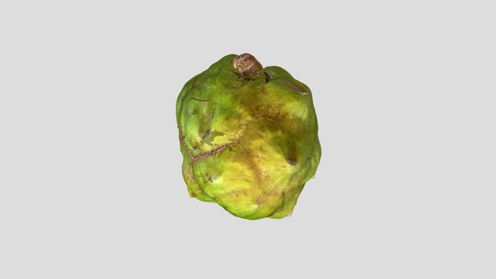 Cornifer Seed 3D Model