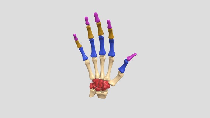 Knochen der Hand 3D Model