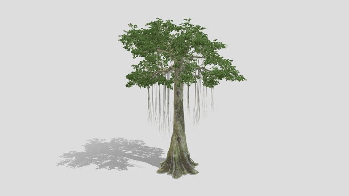 Ceiba Pentandra Tree 3D Model